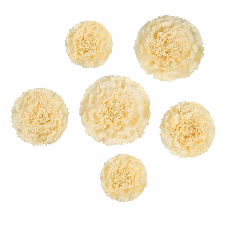 6 pcs 7" 9" 11" wide Large Carnations Tissue Paper Flowers POM_FLO04_7911_IVR