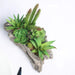 6" tall Driftwood Planter with Faux Cute Assorted Succulent Plants - Green and Brown ARTI_SUC_LOG002_ASST