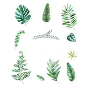 Removable PVC Wall Stickers WLL_STK_LEAF_006