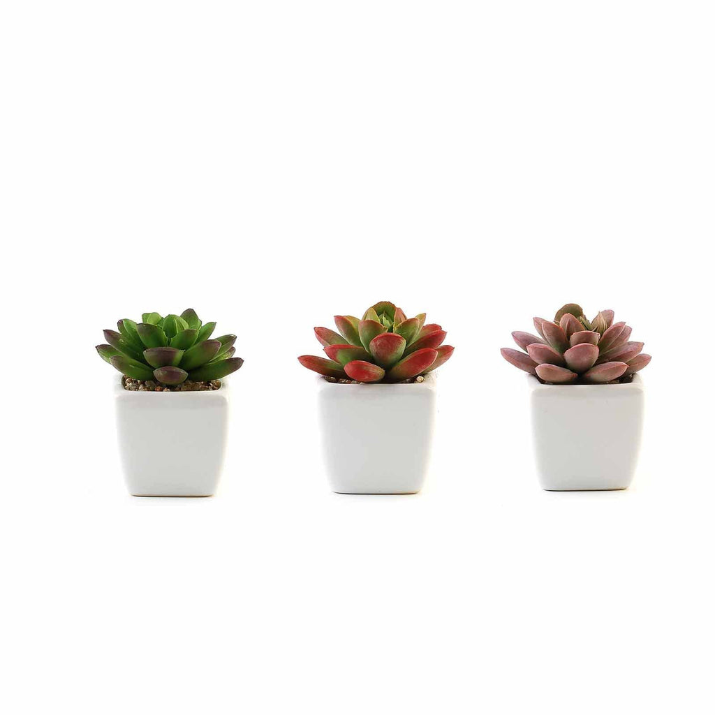 small artificial succulent plants in pots 3-Pack Echeveria Elegans Artificial Succulents In Ceramic Pot 3"
