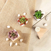 Set of 3 3" tall Mini Faux Succulent Plants with Off White Ceramic Pots - Assorted Colors ARTI_SUC_PT012_ASST