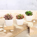 Set of 3 3" tall Mini Faux Succulent Plants with Off White Ceramic Pots - Assorted Colors ARTI_SUC_PT012_ASST