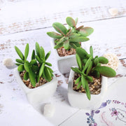 Set of 3 3" tall Mini Green Faux Small Succulent Plants with Off White Ceramic Pots ARTI_SUC_PT020_ASST