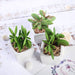 Set of 3 3" tall Mini Green Faux Small Succulent Plants with Off White Ceramic Pots ARTI_SUC_PT020_ASST