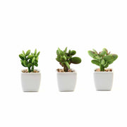 Set of 3 3" tall Mini Green Faux Small Succulent Plants with Off White Ceramic Pots ARTI_SUC_PT020_ASST