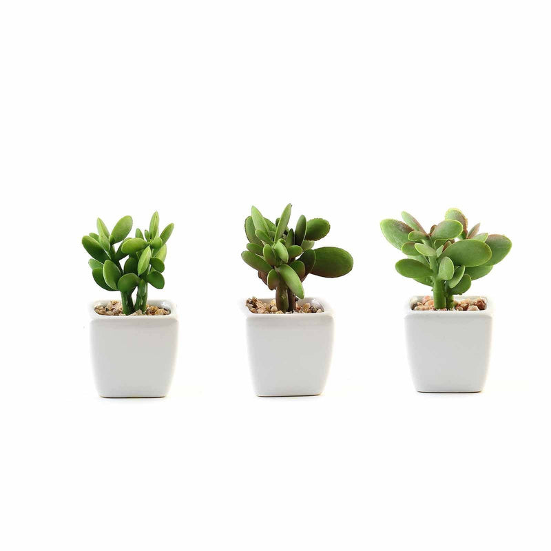 Set of 3 3" tall Mini Green Faux Small Succulent Plants with Off White Ceramic Pots ARTI_SUC_PT020_ASST
