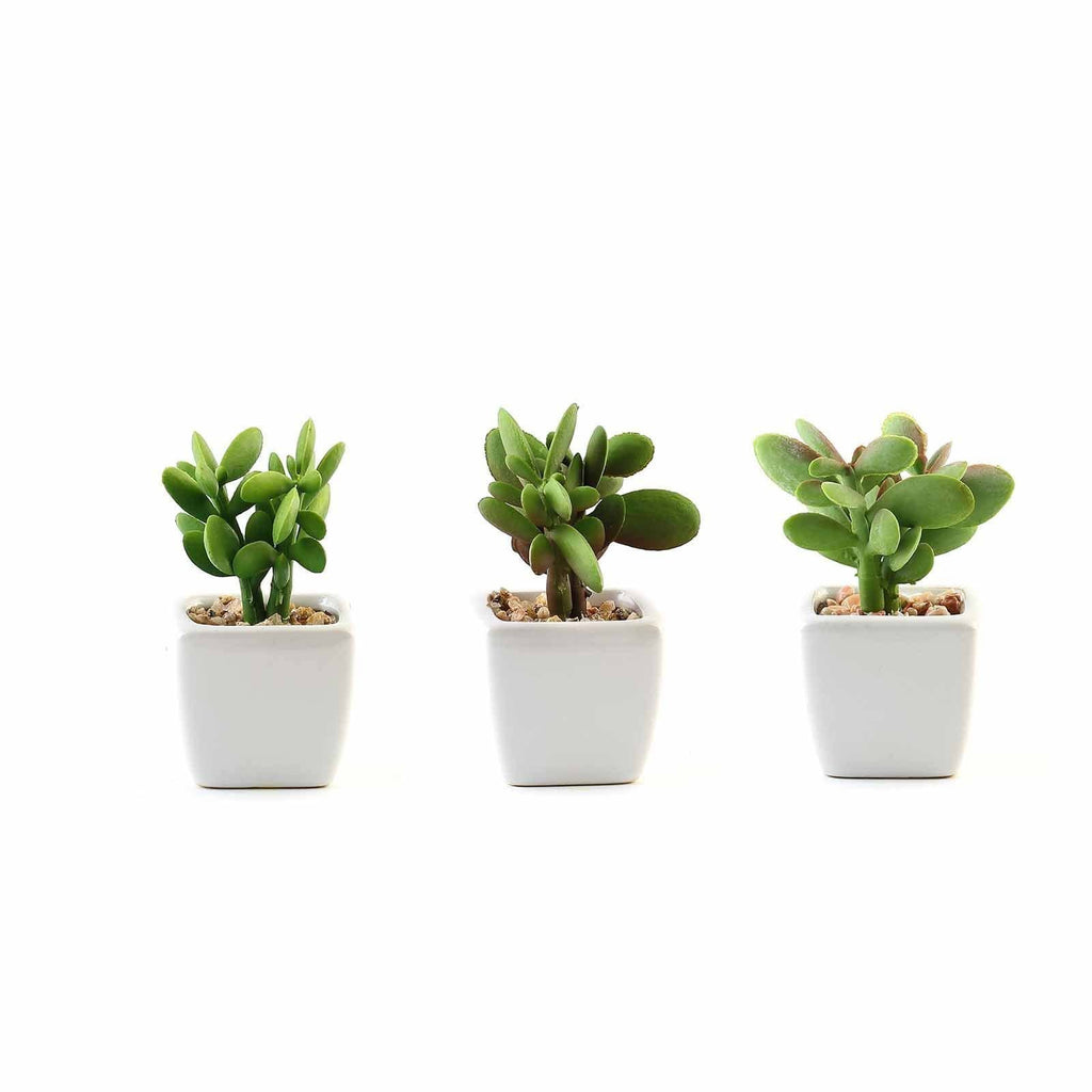 Set of 3 Mini Green Faux Small Succulent Plants Off White Ceramic Pots