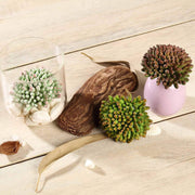 Set of 3 4" tall Artificial Faux Jelly Bean Succulent Picks Stems - Assorted Colors ARTI_SUC_WS003_ASST