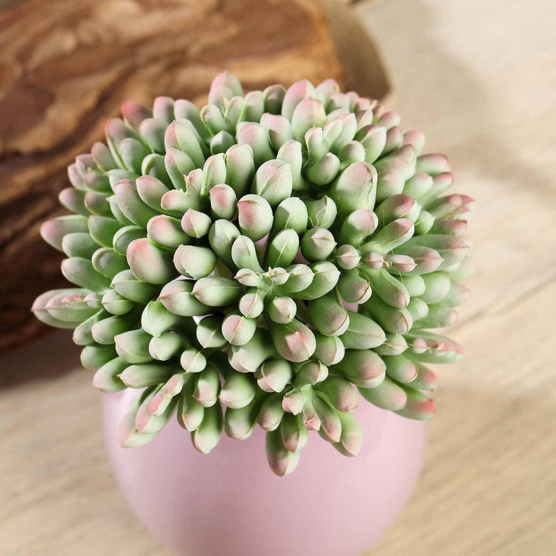 Set of 3 4" tall Artificial Faux Jelly Bean Succulent Picks Stems - Assorted Colors ARTI_SUC_WS003_ASST