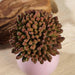 Set of 3 4" tall Artificial Faux Jelly Bean Succulent Picks Stems - Assorted Colors ARTI_SUC_WS003_ASST