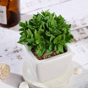 Set of 3 4" tall Faux Crassula Succulent Plants with Off White Ceramic Pots - Green ARTI_SUC_PT013_ASST