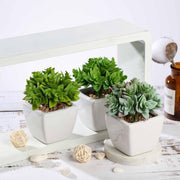 Set of 3 4" tall Faux Crassula Succulent Plants with Off White Ceramic Pots - Green ARTI_SUC_PT013_ASST
