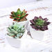 Set of 3 4" tall Faux Echeveria Succulent Plants with Off White Ceramic Pots - Assorted Colors ARTI_SUC_PT009_ASST