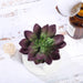 Set of 3 4" tall Faux Echeveria Succulent Plants with Off White Ceramic Pots - Assorted Colors ARTI_SUC_PT009_ASST