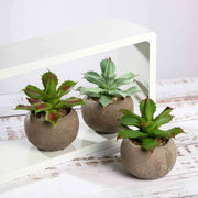 Set of 3 5" tall Faux Aloe Succulent Plants with Round Pots - Assorted Colors ARTI_SUC_PT004_ASST