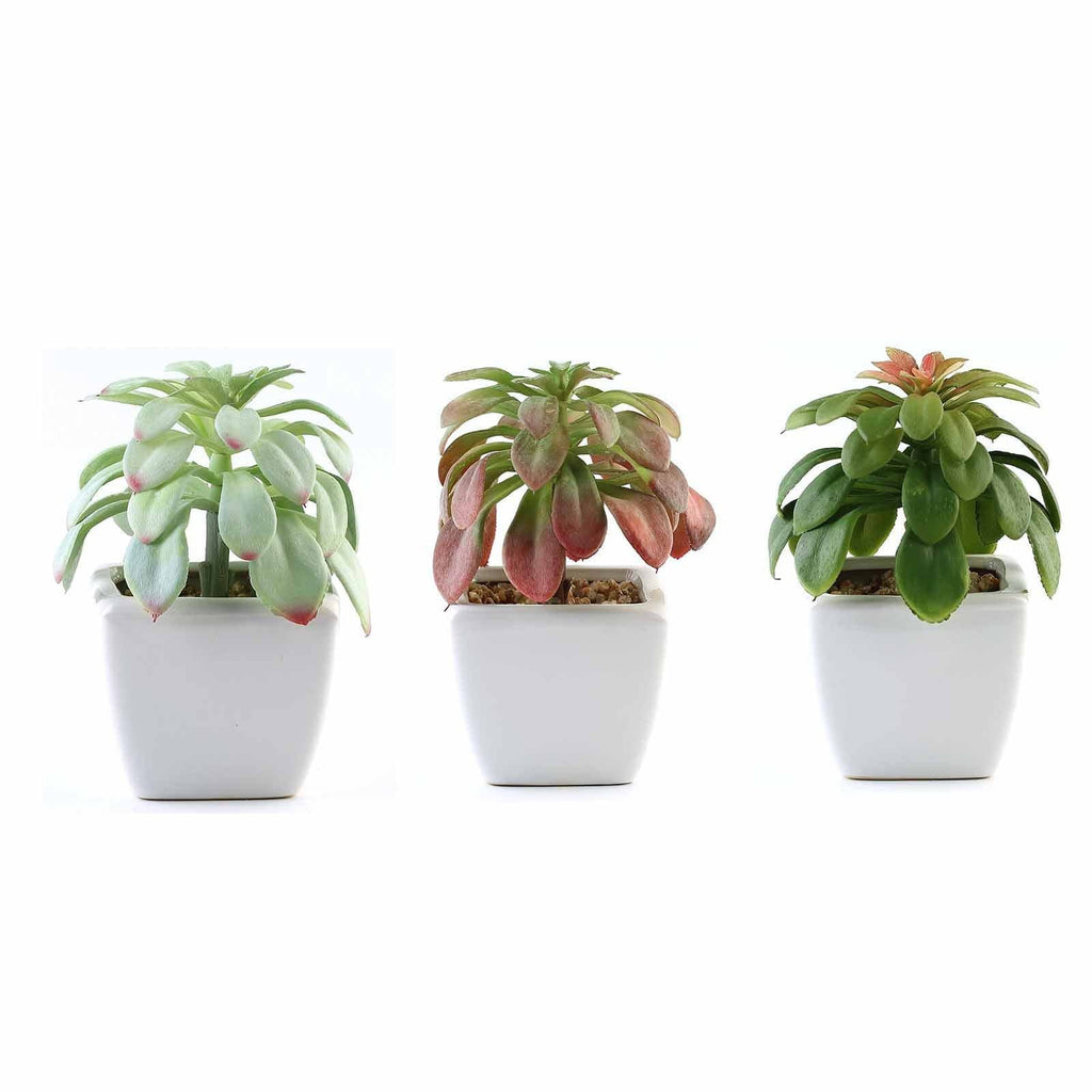 faux echeveria succulent 3-Pack Echeveria Elegans Artificial Succulents In Ceramic Pot 5"