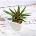 Set of 3 5" tall Faux Realistic Cute Succulent Aloe Plants with Off White Ceramic Pots - Assorted Colors ARTI_SUC_PT005_ASST