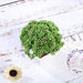 Set of 3 6" tall Faux Sedum Succulent Plants with Off White Ceramic Pots - Assorted Colors ARTI_SUC_PT019_ASST