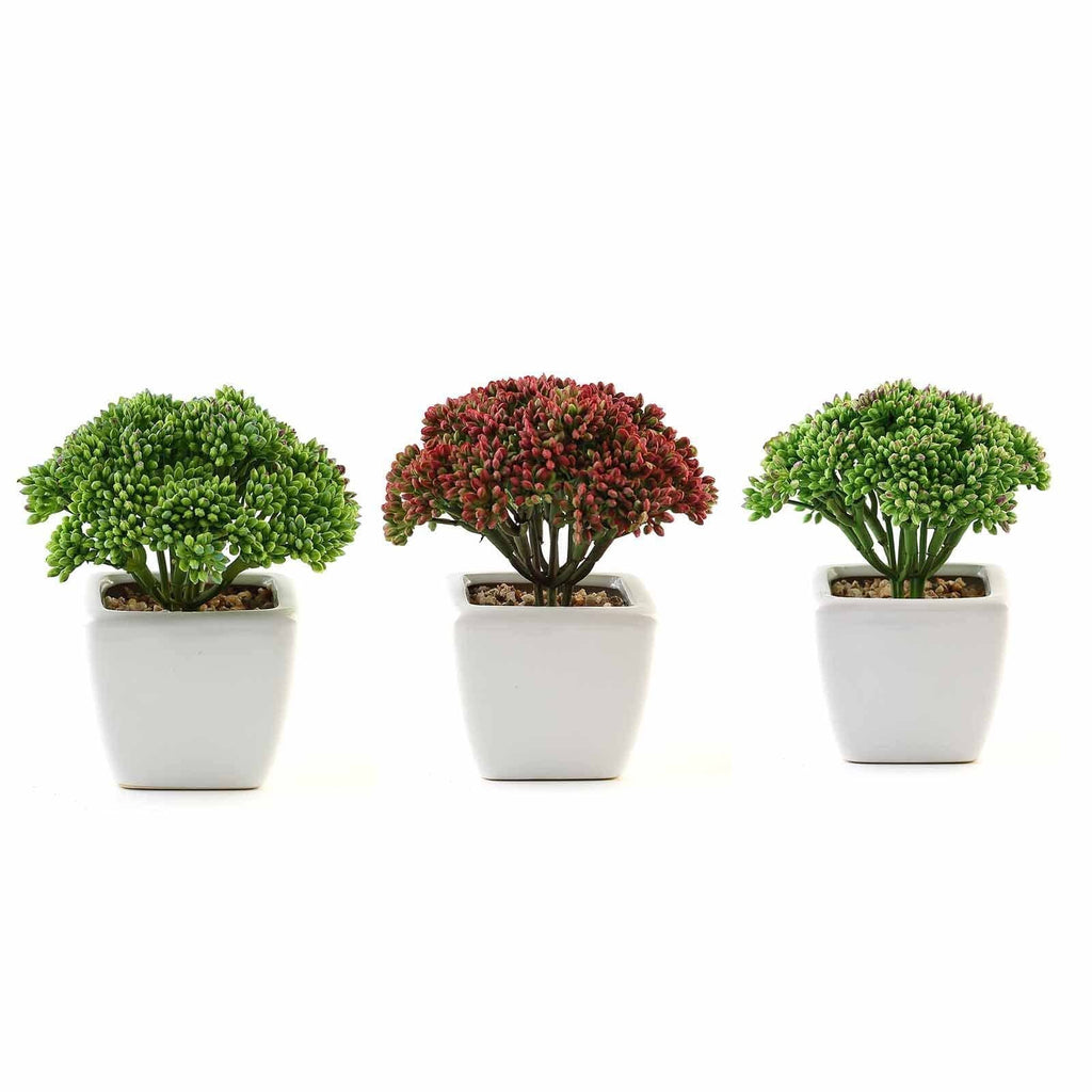 3 artificial plants in pots Set of 3 6" tall Faux Sedum Succulent Plants Off White Ceramic Pots