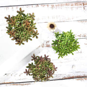 Set of 3 7" tall Faux Cute Succulent Plants with Off White Ceramic Pots - Assorted Colors ARTI_SUC_PT017_ASST