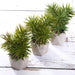Set of 3 8" tall Faux Crassula Succulent Plants with Ceramic Pots - Assorted Colors ARTI_SUC_PT002_ASST