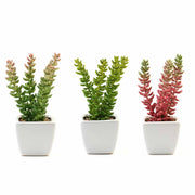 Set of 3 8" tall Faux Sedum Succulent Plants with Off White Ceramic Pots - Assorted Colors ARTI_SUC_PT011_ASST