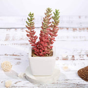 Set of 3 8" tall Faux Sedum Succulent Plants with Off White Ceramic Pots - Assorted Colors ARTI_SUC_PT011_ASST
