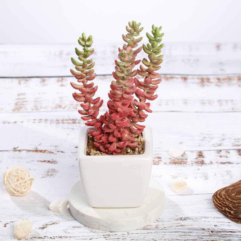 Set of 3 8" tall Faux Sedum Succulent Plants with Off White Ceramic Pots - Assorted Colors ARTI_SUC_PT011_ASST